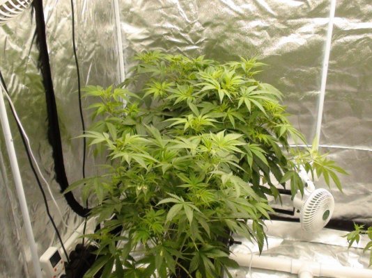 OGKUSHDAY1FLOWER.JPG