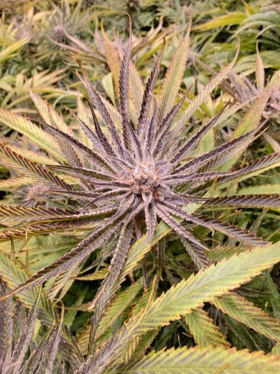 Let's See Your Frostiest Flowers