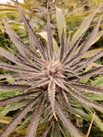 Let's See Your Frostiest Flowers
