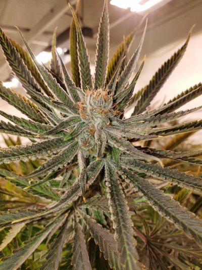 Let's See Your Frostiest Flowers