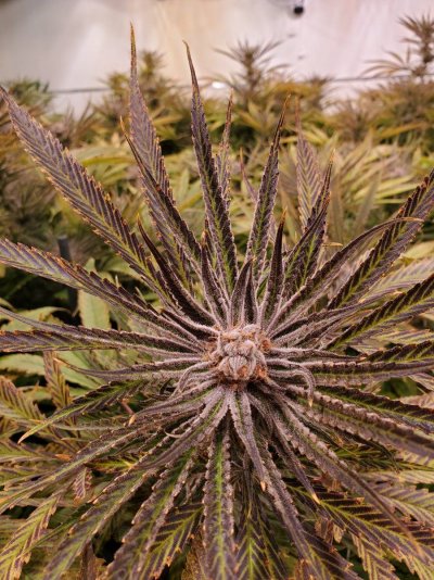 Let's See Your Frostiest Flowers