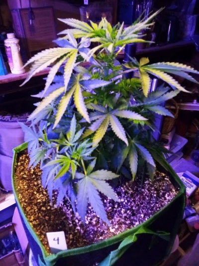 plant4.jpeg