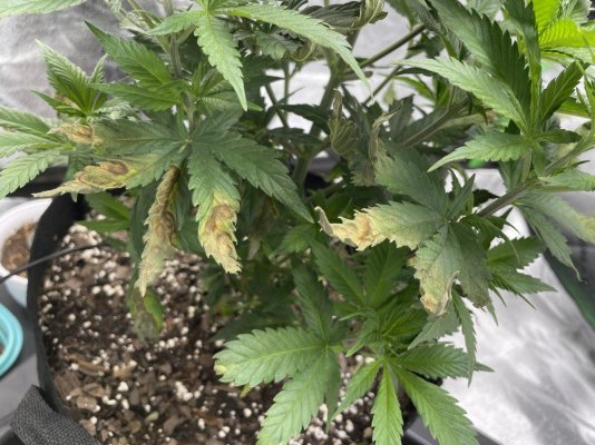 first-time-grower-browning-curling-leaves-3.jpeg
