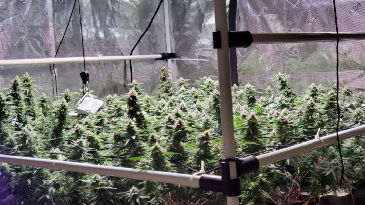 Should I keep putting branches under the scrog? I’m in flower