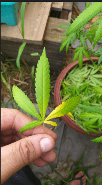 Can someone help me please, my plant looks like it's dying