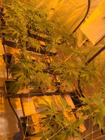 terple-and-jack-the-ripper-grow.jpg