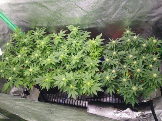 Is this an issue or genetic?