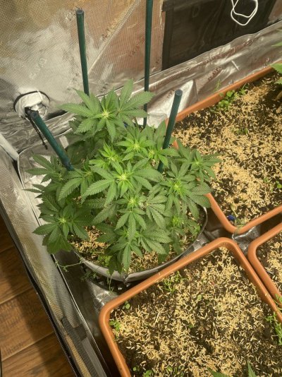 First grow, first diary. We are In Utero.