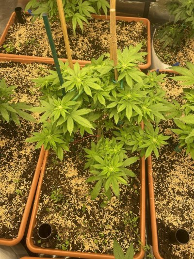 First grow, first diary. We are In Utero.
