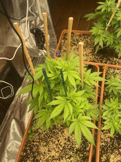 First grow, first diary. We are In Utero.
