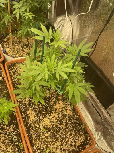 First grow, first diary. We are In Utero.