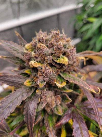 Let's See Your Frostiest Flowers