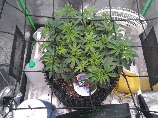 Original Glue (GG#4) 3x3 Photoperiod