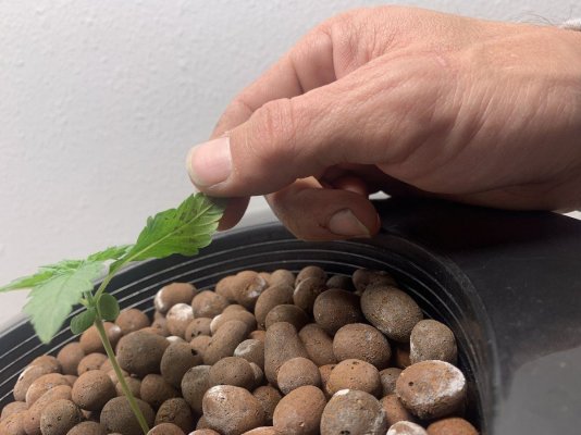 super-silver-haze-dwc-grow-5.jpeg