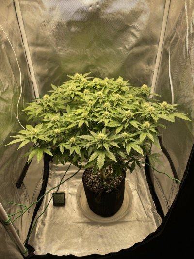 super-skunk-by-flying-dutchmen-week-1---week-8-4.jpg