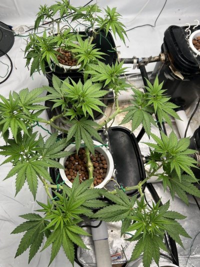 Switching mind from topping to mainlining