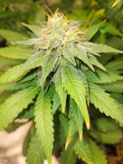 skittlezits-almost-harvest-time-4.jpg