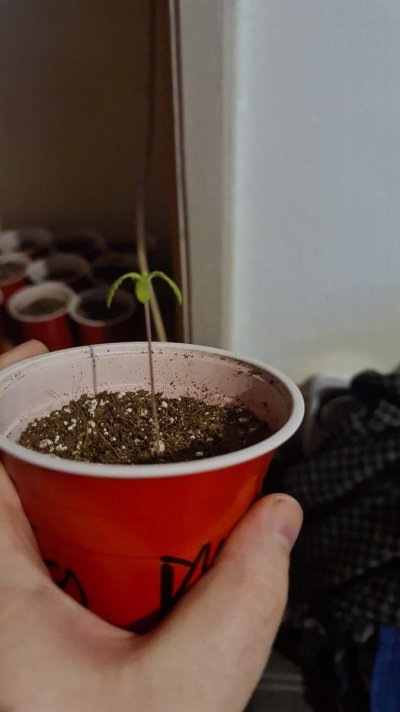 Seedling problems curling down leafs help