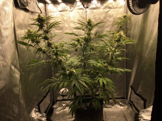 **First Grow** (PUDC, Sour Power) Pt.2- Spider Farmer SE5000 Journal