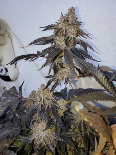 The Crystal Palace is back, now with a Spiderfarmer SE5000.