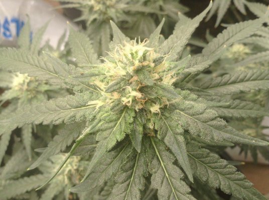 noob ? Do these green tips mean anything ?