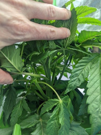 help---short-and-extremely-dense-plants-2.jpg