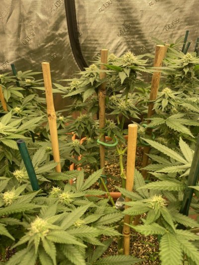 First grow, first diary. We are In Utero.