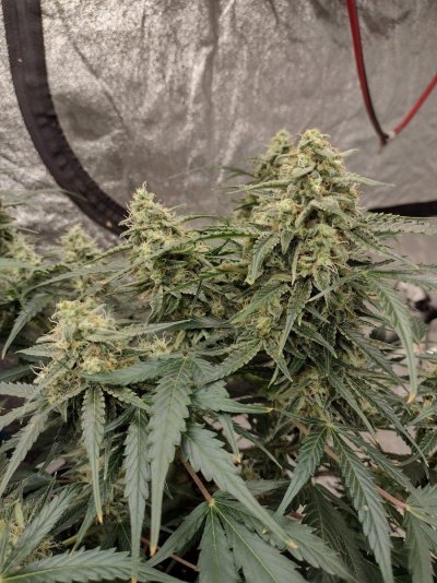 Lets see your week 5 buds