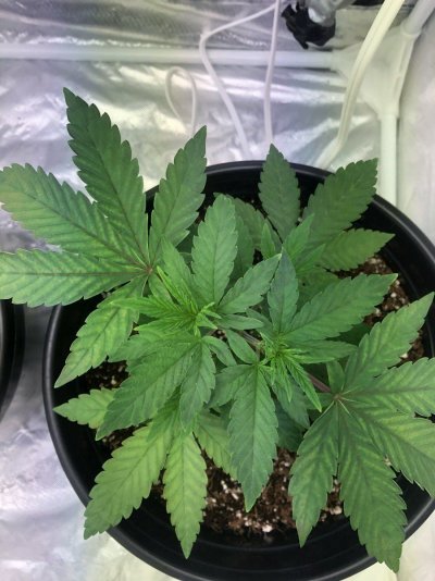 needing-help-diagnosing-possible-deficiencyburn.jpeg