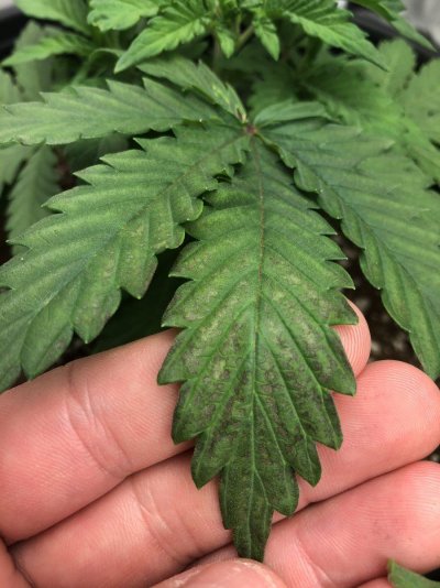 needing-help-diagnosing-possible-deficiencyburn-3.jpeg