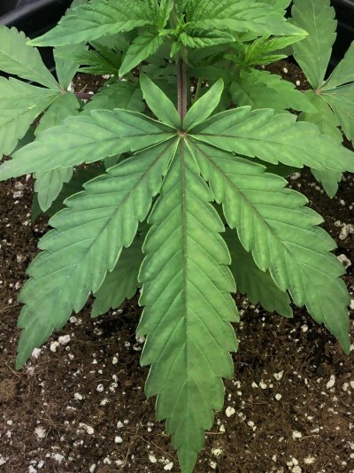 needing-help-diagnosing-possible-deficiencyburn-4.jpeg