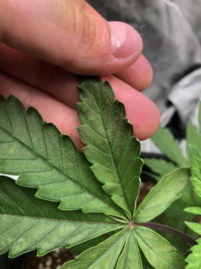 needing-help-diagnosing-possible-deficiencyburn-5.jpeg