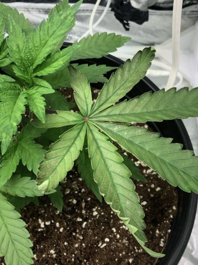 needing-help-diagnosing-possible-deficiencyburn-6.jpeg