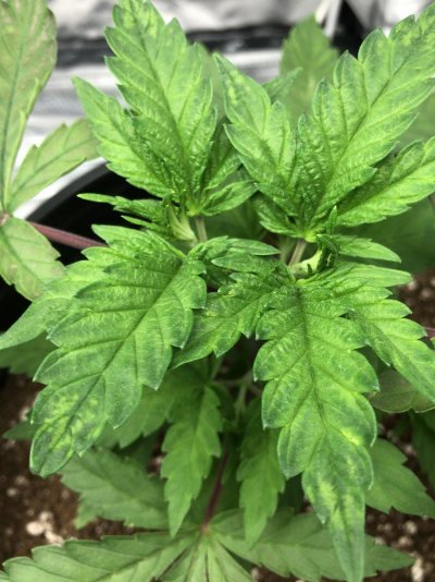 needing-help-diagnosing-possible-deficiencyburn-8.jpeg