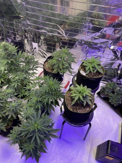 New to the forum Hi everyone!