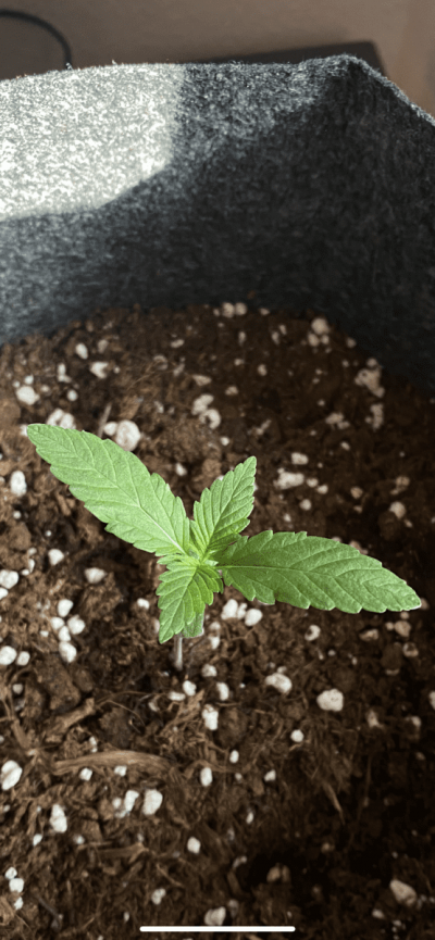 my-first-grow---seedling-stage-question-2.png