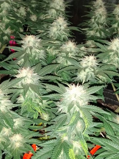 Is this an issue or genetic?
