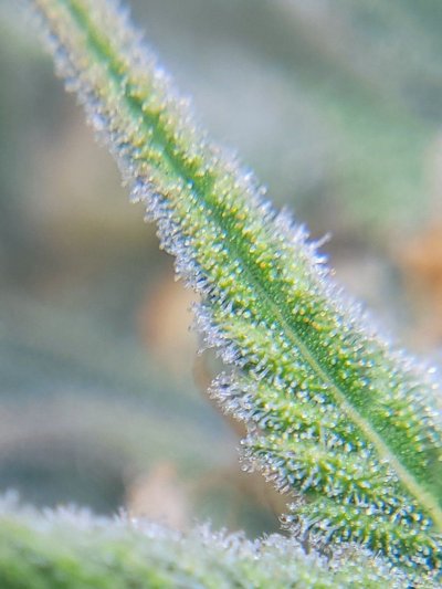 Is it harvest time already? Need some help