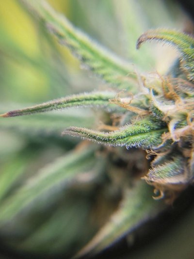 Is it harvest time already? Need some help