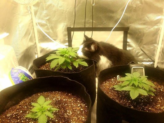 Just my cute stoner Kat Koose