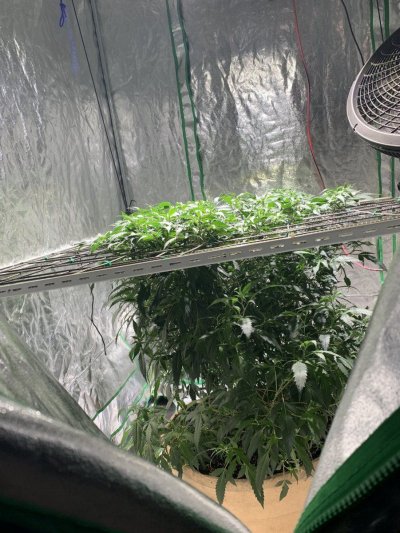 powertech-grows---growing-my-medicine-2.jpeg