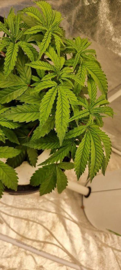 First hydro grow, plants doesnt look happy, help please