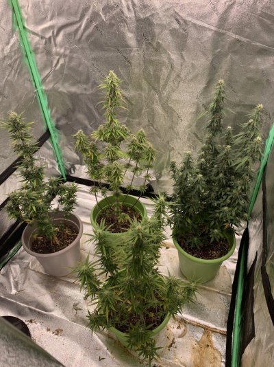 Growing autoflower next first time.