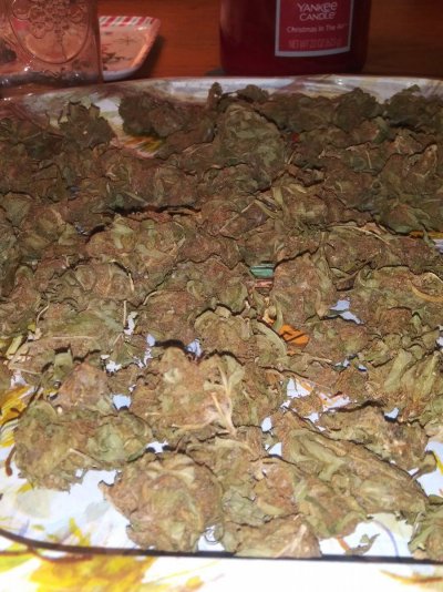 2022 Grow aloha widow, durban poison Ak-47