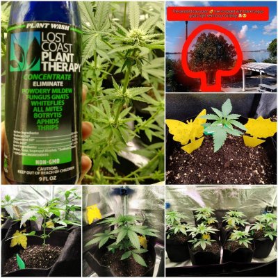 SF1000 goes Organic in our 2x4
