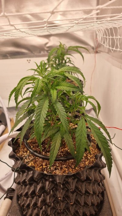dtw-liberty-haze-masterblend-nutrients-9.jpg