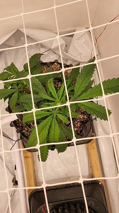 dtw-liberty-haze-masterblend-nutrients-10.jpg