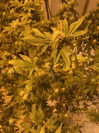Top leaves turning yellow and crunchy