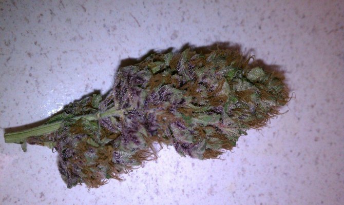 BD nug.jpg