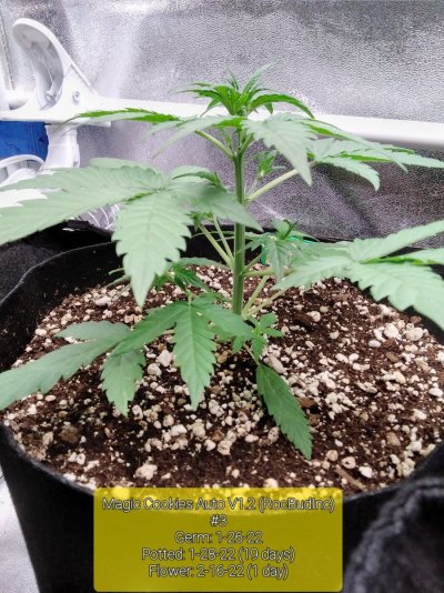 SF1000 goes Organic in our 2x4